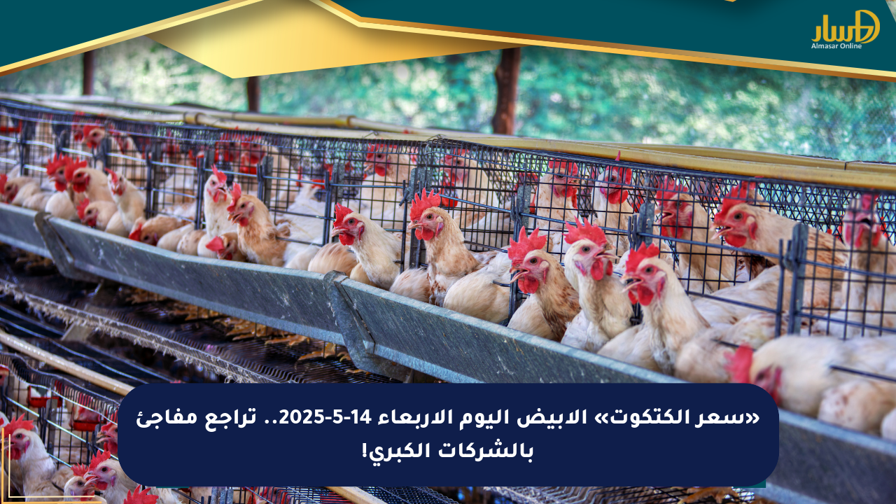 «سعر الكتكوت» الأبيض اليوم الأربعاء 14-5-2025.. تراجع مفاجئ بالشركات الكبرى!